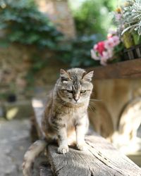 Portrait of cat sitting on wood