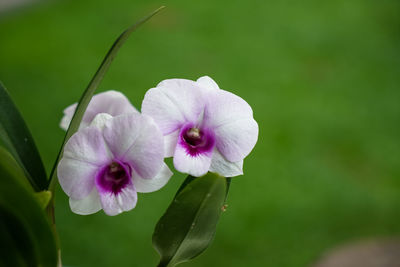 Close-up of pink flowering plant