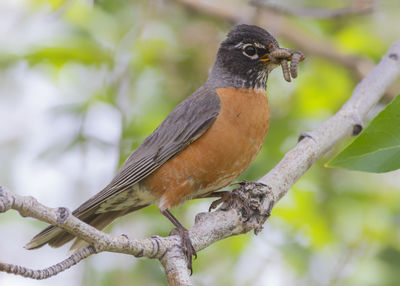 Close-up of bird perching on branch