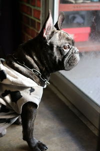 Side view of bulldog looking through window at home