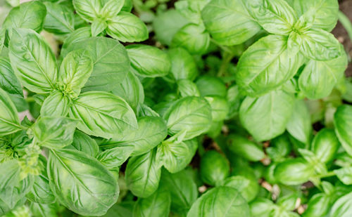 Basil plant in the garden or greenhouse