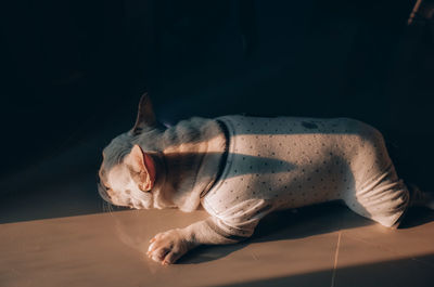 Little frenchie nap with sunlight at home