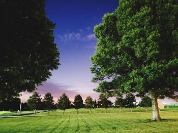 Trees on field against sky