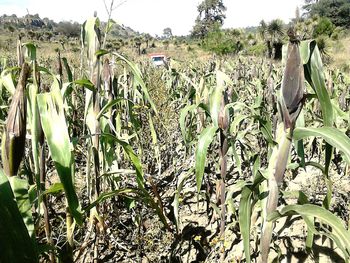 Close-up of crops growing on field