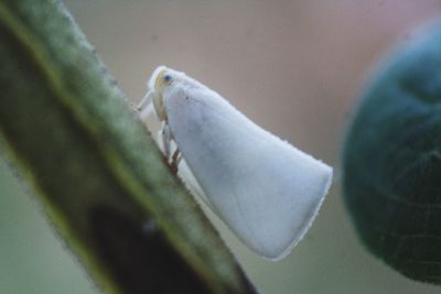 Close-up of lizard
