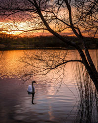 Swan swimming on lake during sunset