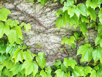 Close-up of ivy growing on tree