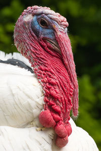 Close up of a turkey