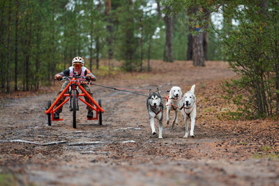 Dog on dirt road in forest