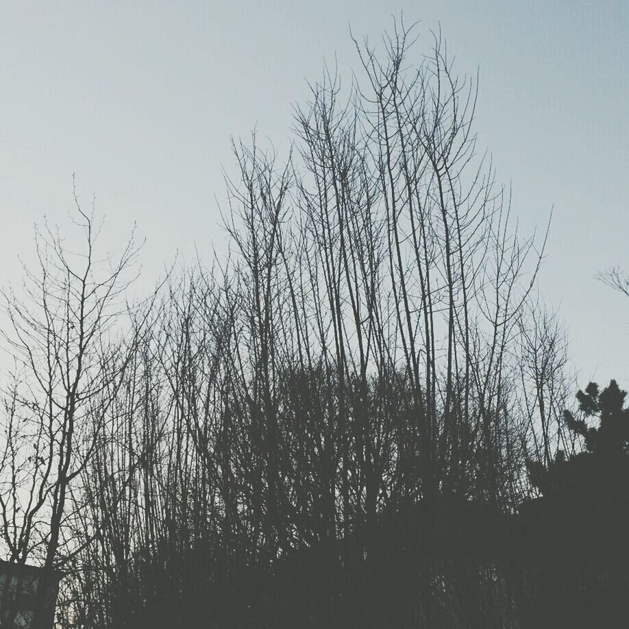 bare tree, tree, silhouette, clear sky, tranquility, branch, tranquil scene, sky, nature, scenics, beauty in nature, low angle view, copy space, growth, outdoors, field, no people, landscape, dusk, non-urban scene