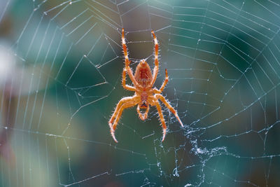 spider web