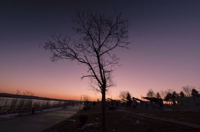 Bare trees at sunset