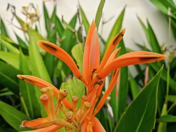 Close-up of orange flowering plant