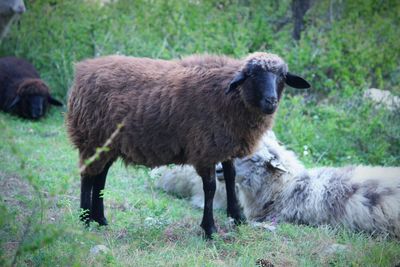 Sheep standing in a field