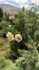 Close-up of white flowering plant on field