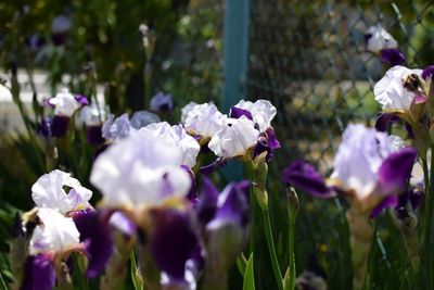 Close-up of purple flowering plants