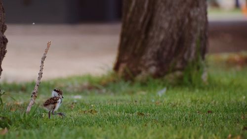 View of a bird on field