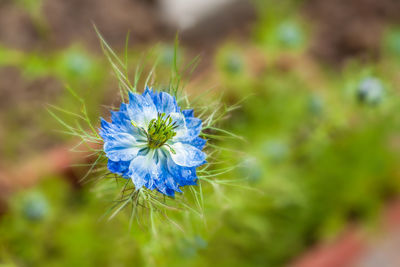 Close-up of purple flower