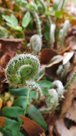 Close-up of leaves