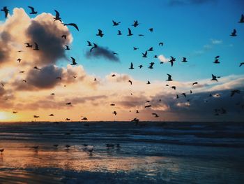 Birds flying over sea