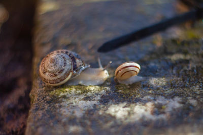 Close-up of snail on rock