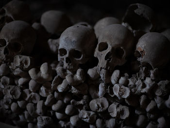 Close-up of human skulls