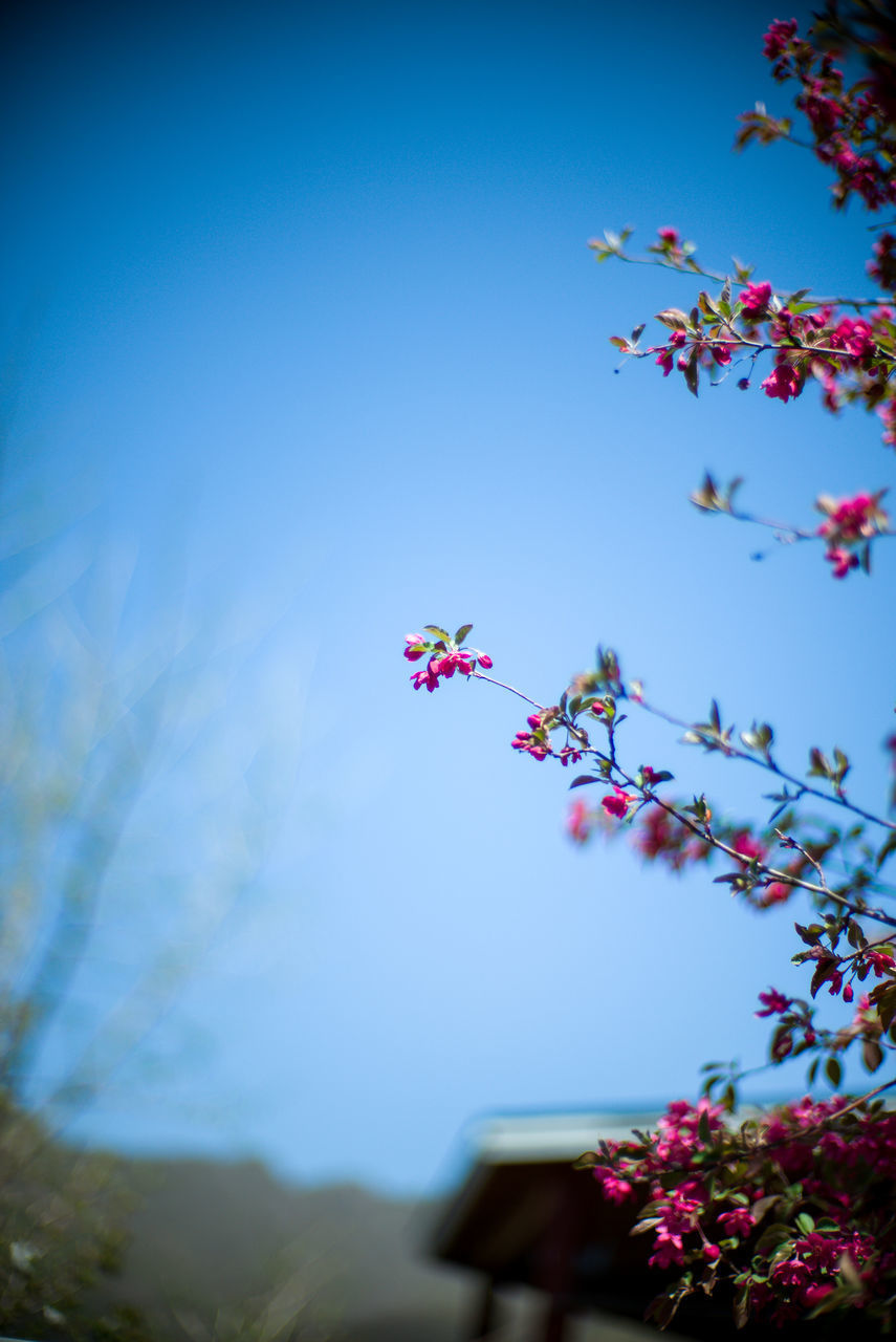 LOW ANGLE VIEW OF PINK FLOWERING PLANT AGAINST SKY