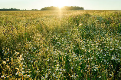 Scenic view of field