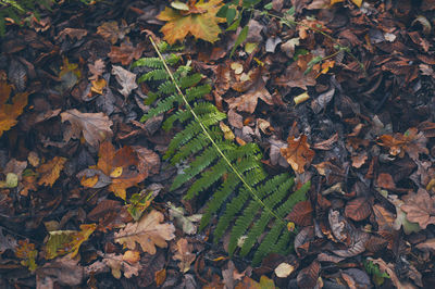 High angle view of maple leaves fallen on tree