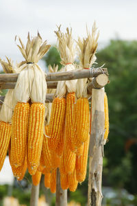 Bundles of corn cobs hanging on wooden rails