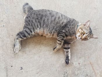 High angle portrait of kitten lying