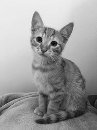 Portrait of cat sitting on bed