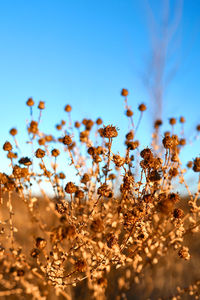 Close-up of flowering plants against clear sky