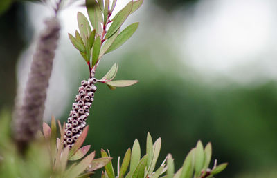 Close-up of plant against blurred background