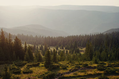 Scenic view of sunkissed pine forest in the mountains 