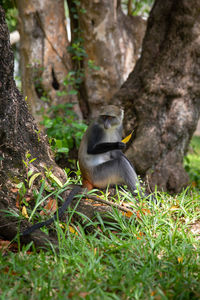 Monkey sitting on tree trunk in forest