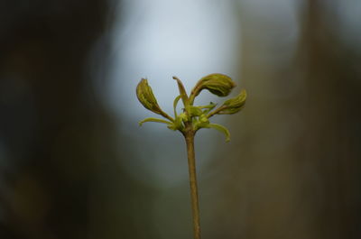 Close-up of flowering plant