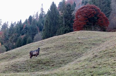 View of a horse on field