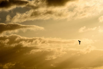 Low angle view of silhouette bird flying against sky