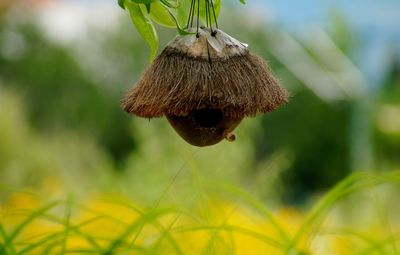 Close-up of flowering plant on land