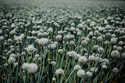 Close-up of white flowering plants on field