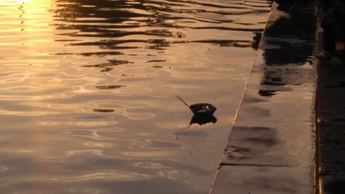 Close-up of insect on water