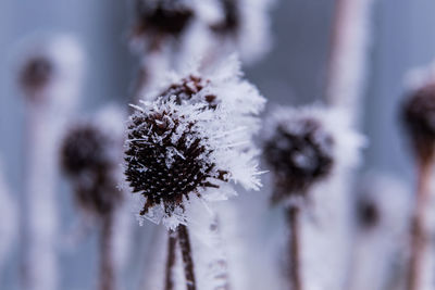 Close-up of frozen plant