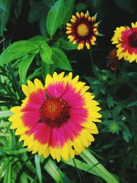Close-up of fresh yellow flowers blooming outdoors