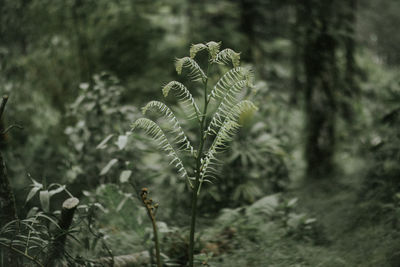 Close-up of flowering plants on land