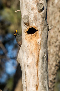 Close-up of bird perching on tree trunk