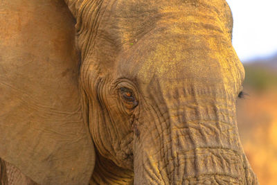 Close-up of elephant