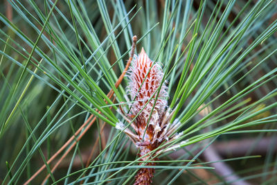 Close-up of plant on field