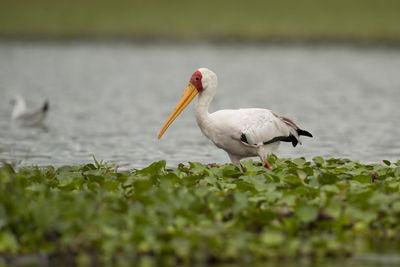 Bird on a lake