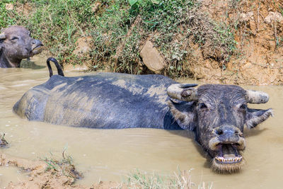 View of animal in water